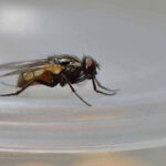 লেবু আর লবঙ্গের জাদুতে মুক্তি মিলবে মাছির উপদ্রব থেকে