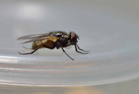 লেবু আর লবঙ্গের জাদুতে মুক্তি মিলবে মাছির উপদ্রব থেকে