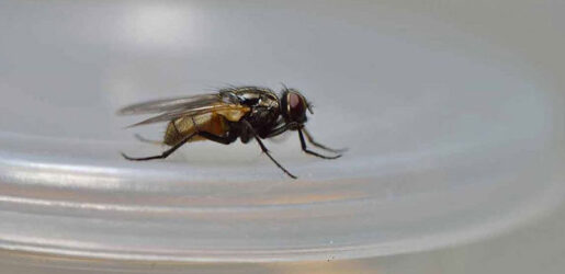 লেবু আর লবঙ্গের জাদুতে মুক্তি মিলবে মাছির উপদ্রব থেকে