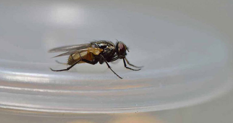 লেবু আর লবঙ্গের জাদুতে মুক্তি মিলবে মাছির উপদ্রব থেকে