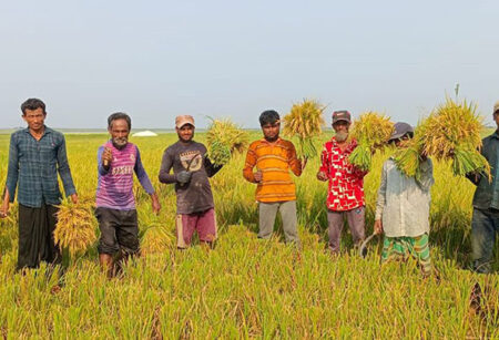 সুনামগঞ্জের হাওড়ে চলছে বোরো ধান কাটার উৎসব