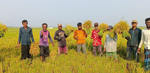 সুনামগঞ্জের হাওড়ে চলছে বোরো ধান কাটার উৎসব