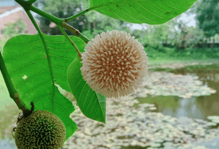 আষাঢের প্রথম দিনে বৃষ্টির দেখা নেই রংপুরে