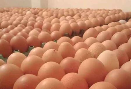 ডিমের বাজারে স্বস্তির হাওয়া, বেড়েছে বিক্রি