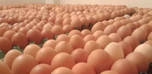 ডিমের বাজারে স্বস্তির হাওয়া, বেড়েছে বিক্রি