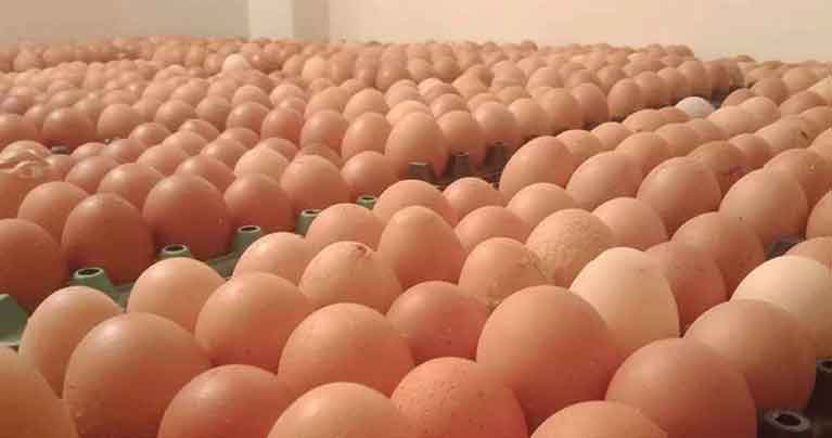 ডিমের বাজারে স্বস্তির হাওয়া, বেড়েছে বিক্রি