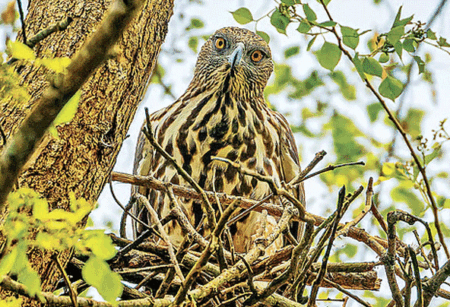 দুই রূপের ইগলের জোড়া