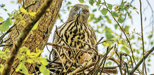 দুই রূপের ইগলের জোড়া