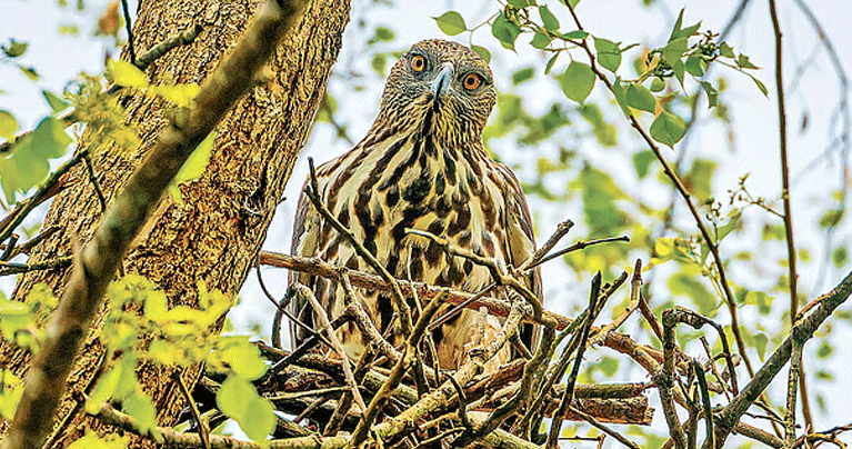 দুই রূপের ইগলের জোড়া