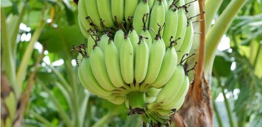 কাঁচকলার যত উপকারিতা