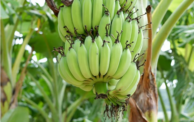 কাঁচকলার যত উপকারিতা