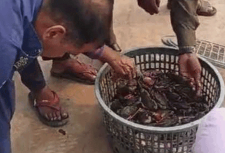 নিষেধাজ্ঞা অমান্য করে কাঁকড়া শিকার