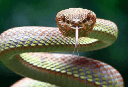 বিশ্বের সবচেয়ে বিষধর ৬ সাপ চিনে রাখুন