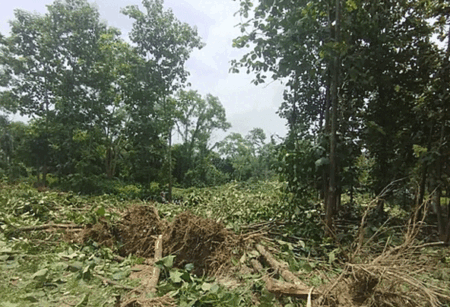 জাহাঙ্গীরনগর বিশ্ববিদ্যালয়ে আবারও উপড়ে ফেলা হলো অর্ধশতাধিক গাছ
