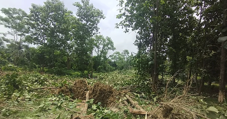 জাহাঙ্গীরনগর বিশ্ববিদ্যালয়ে আবারও উপড়ে ফেলা হলো অর্ধশতাধিক গাছ