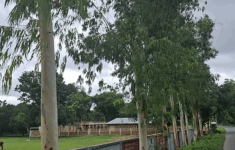 ইউক্যালিপটাস-আকাশমণি বিতর্ক: পরিবেশের শত্রু নাকি কাঠের উৎস