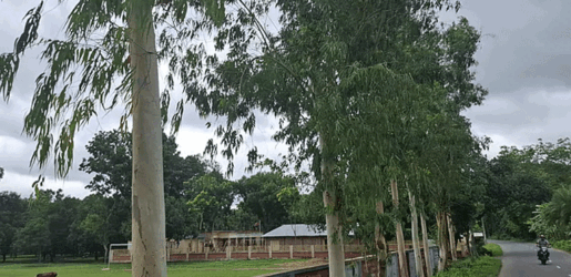 ইউক্যালিপটাস-আকাশমণি বিতর্ক: পরিবেশের শত্রু নাকি কাঠের উৎস