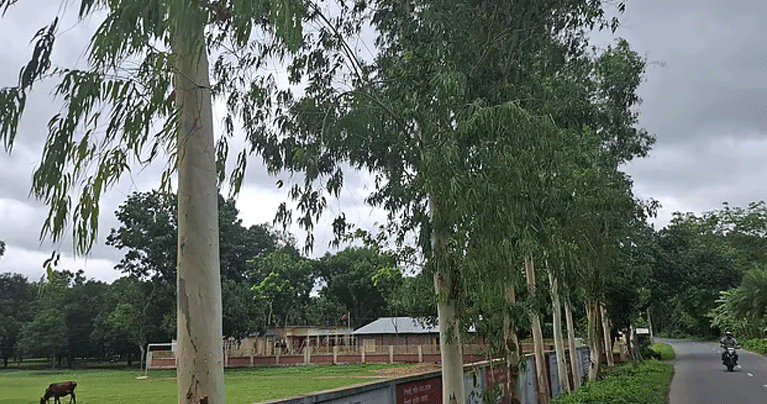 ইউক্যালিপটাস-আকাশমণি বিতর্ক: পরিবেশের শত্রু নাকি কাঠের উৎস