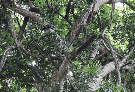 লতার মতো জড়িয়ে থাকা শত বছরের পুরোনো গাছ