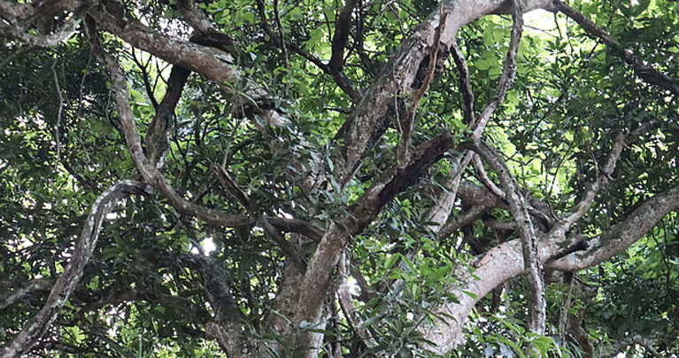 লতার মতো জড়িয়ে থাকা শত বছরের পুরোনো গাছ