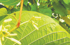 বনিপদের দেখা পেলাম