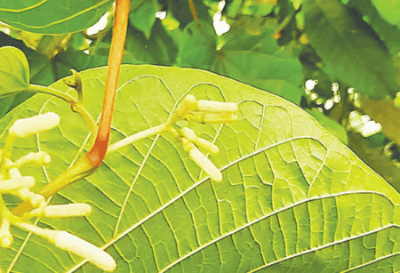 বনিপদের দেখা পেলাম