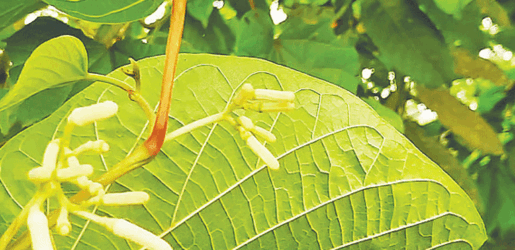 বনিপদের দেখা পেলাম