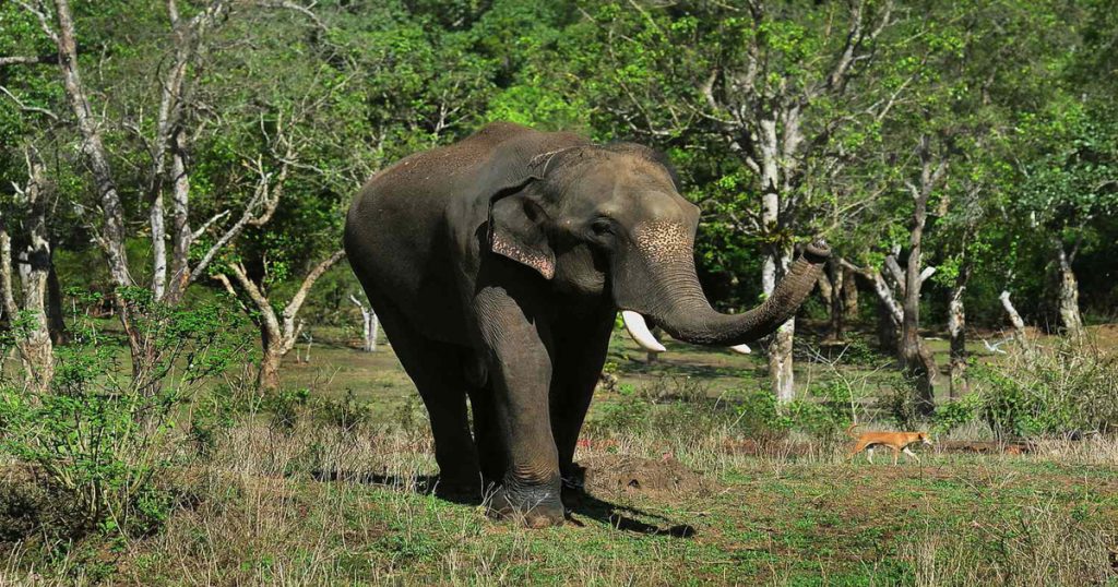 Wild Elephant Claims 20 Lives In India’s Jharkhand