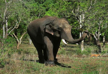 Wild Elephant Claims 20 Lives In India’s Jharkhand
