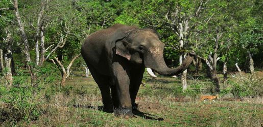 Wild Elephant Claims 20 Lives In India’s Jharkhand